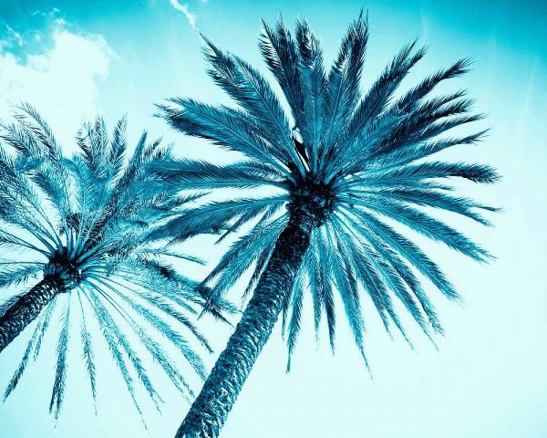 Chic Palms