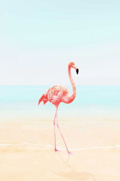 Flamingo on the Beach II