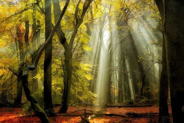 Yellow Leaves Rays