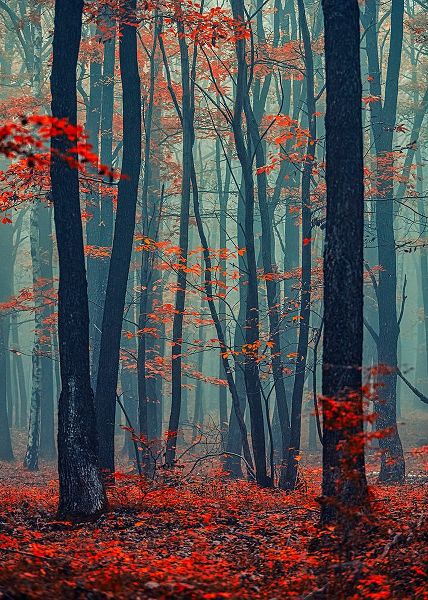 Vitomirov, Igor 아티스트의 Autumn Forest In The Mist작품입니다.