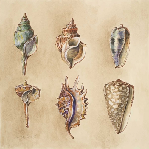 Seashells I