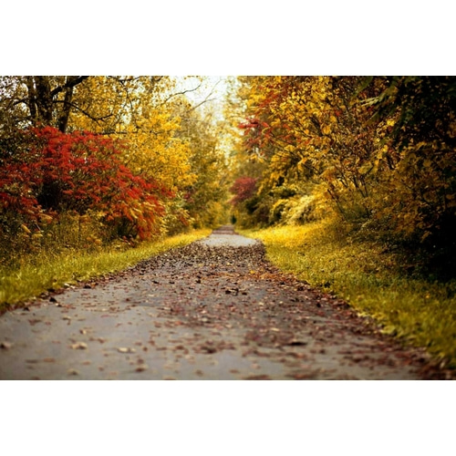 Quiet Autumn Path