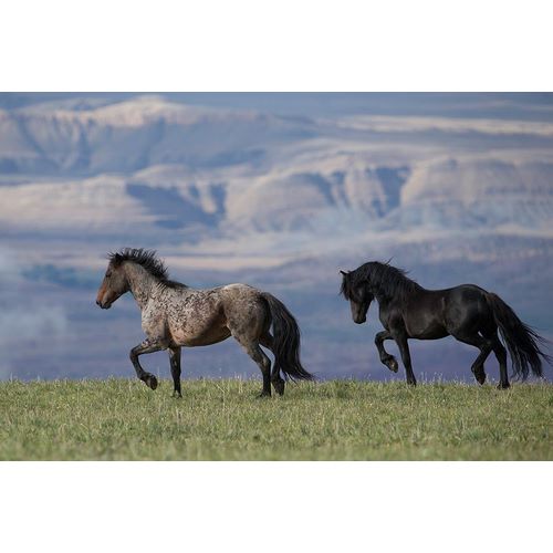 Walker, Carol 아티스트의 Horses In The Field With Mountains작품입니다.