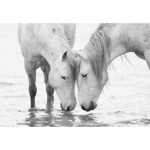 White Water Horses