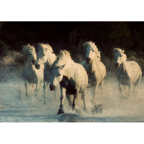 White Running Horses