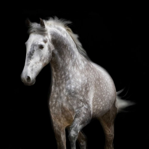 Spotted Horse