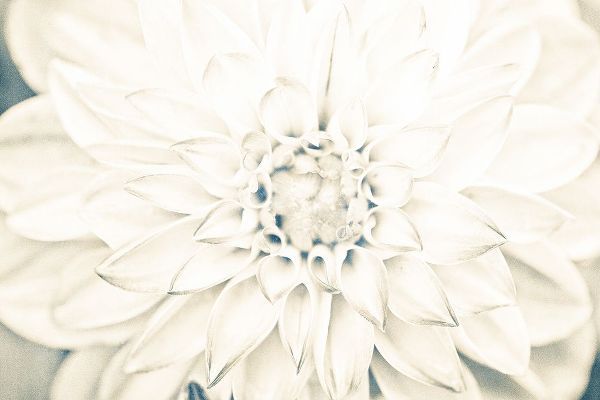 Bright White Bloom I