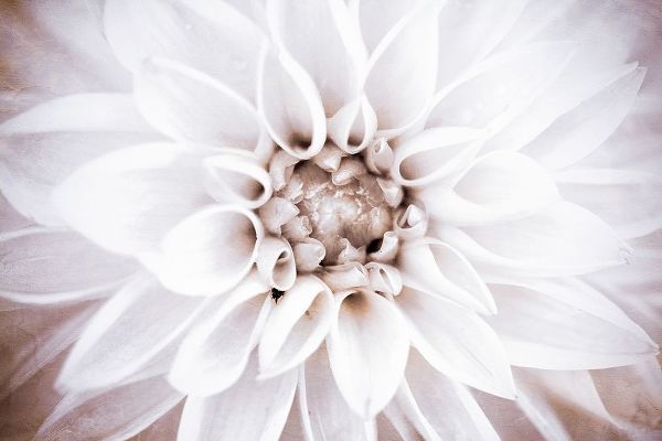 Bright White Bloom II