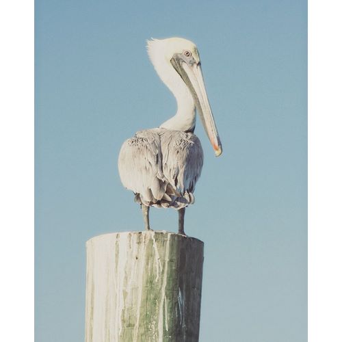 Pelican Post Muted I
