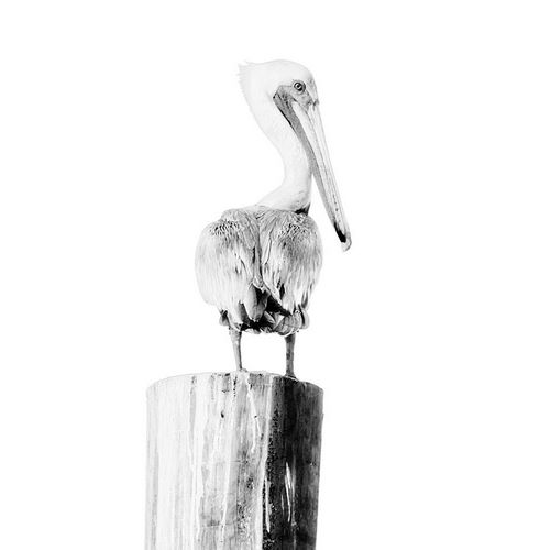 BW Pelican