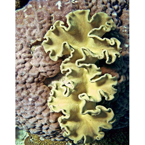 Barrier Reef Coral IV
