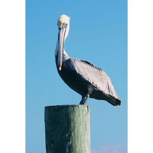 Pelican Perched II