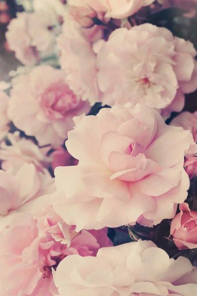 Pink Blossoms I