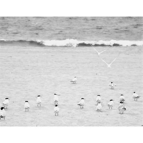 The Coastline Flock