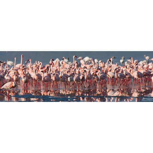 Walker, Carol 아티스트의 Flamingo Paradise작품입니다.