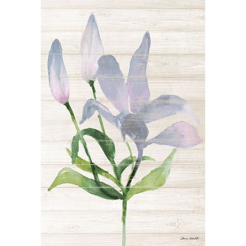 Lavender Paradise Lily