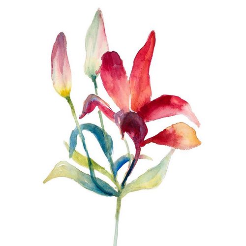 Crimson Paradise Lily