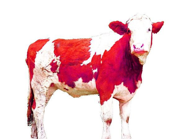 Bright Red Swiss Cow