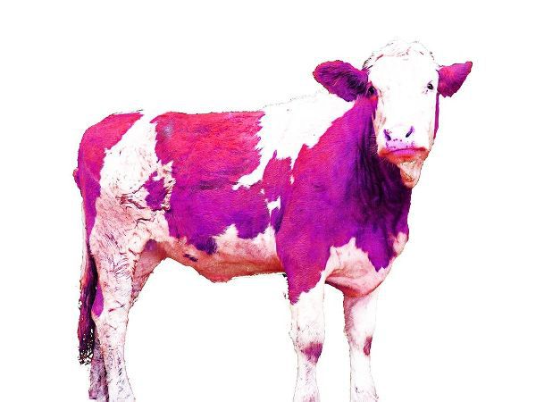 Bright Violet Swiss Cow