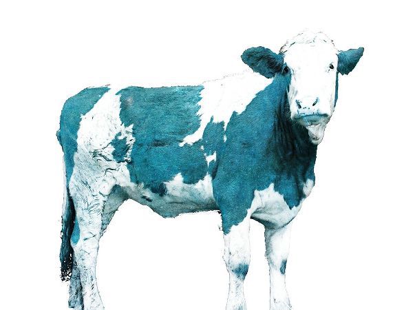 Bright Blue Swiss Cow