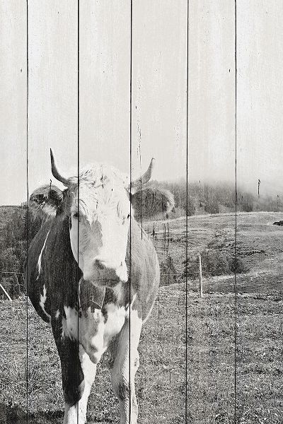 BW Country Cows on Wood