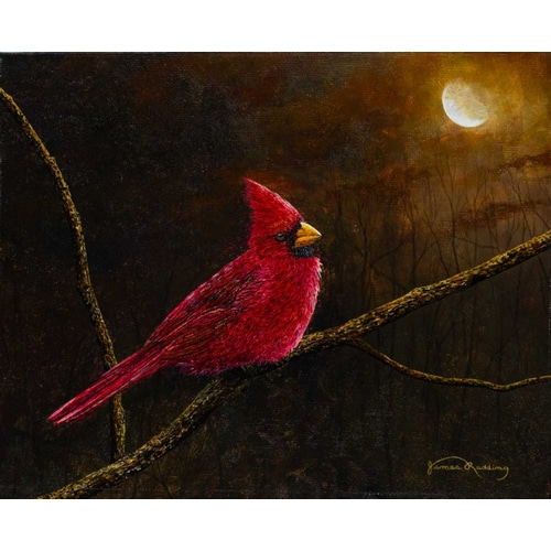 Cardinal In The Moonlight