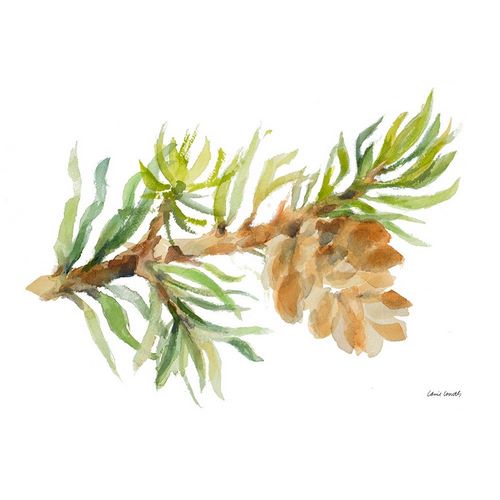 Fir Tree Branch and Cone