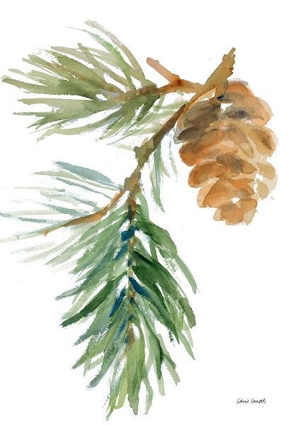 Pine Branch and Cone