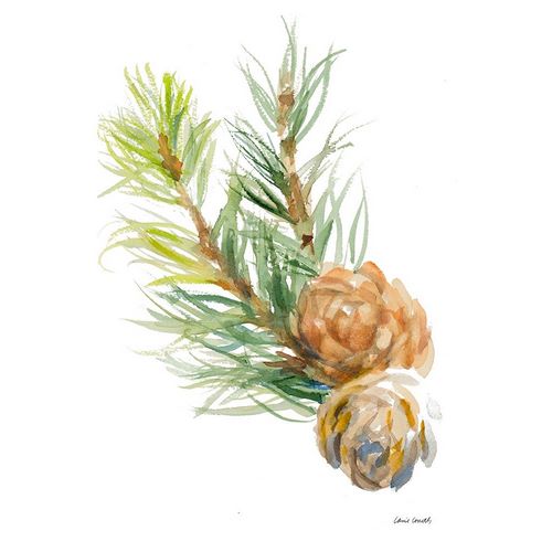 Spruce Branches and Two Cones