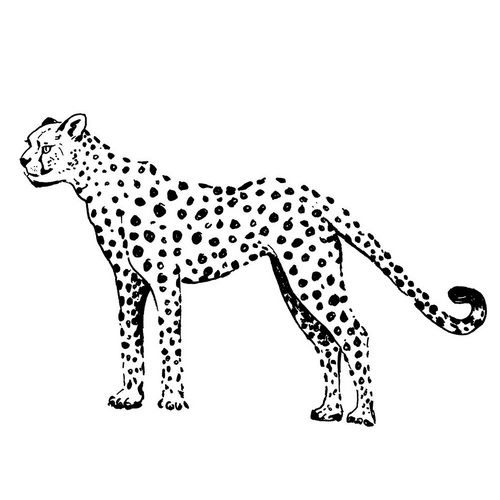 Pinto, Patricia 작가의 Cheetah 작품