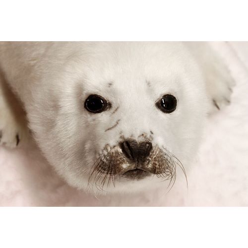 Arctic Seal Pup