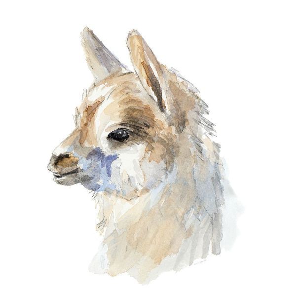 Side Portrait Llama