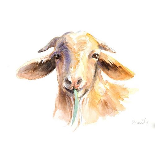 Goat IV