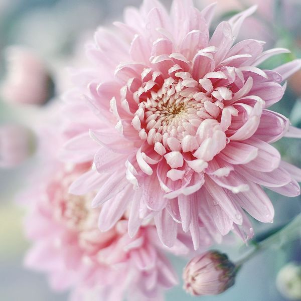 Romantic Blossom