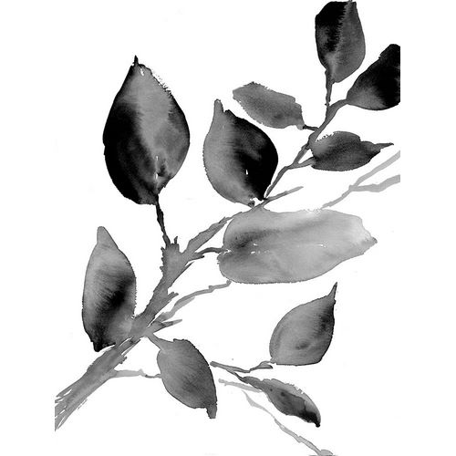 Gray Philodendron Branch