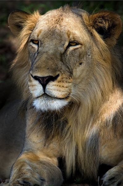 Cape Lion