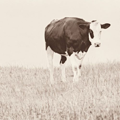 Amos, Andy 작가의 Vintage Cow on Field 작품