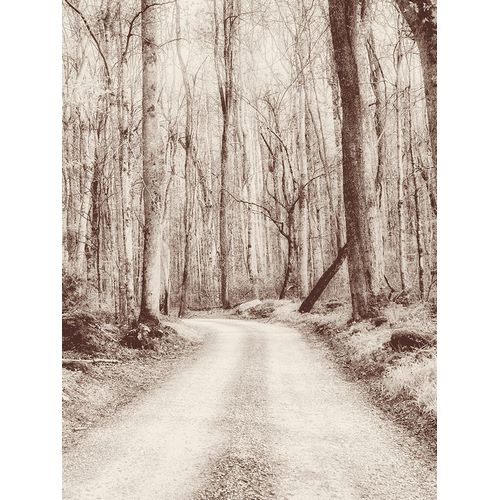 Road in the Woods