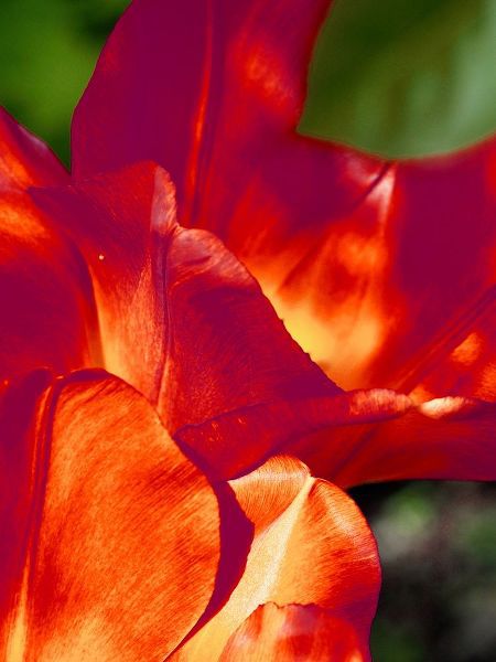 Romantic Tulips II