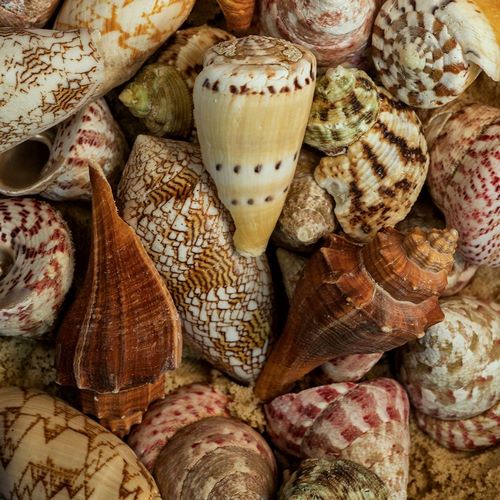 Mini Conch Shells I