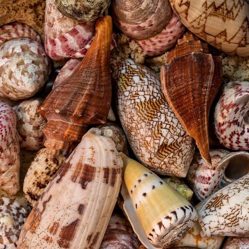 Mini Conch Shells II