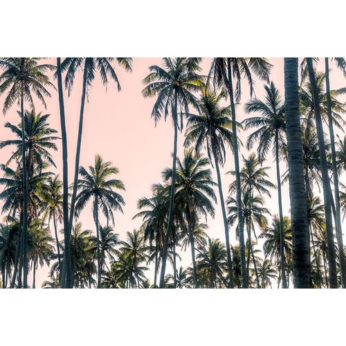 Palms View on Pink Sky II