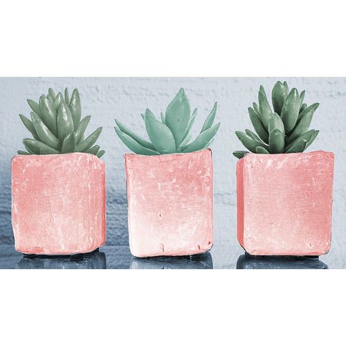 Pink Potted Succulents