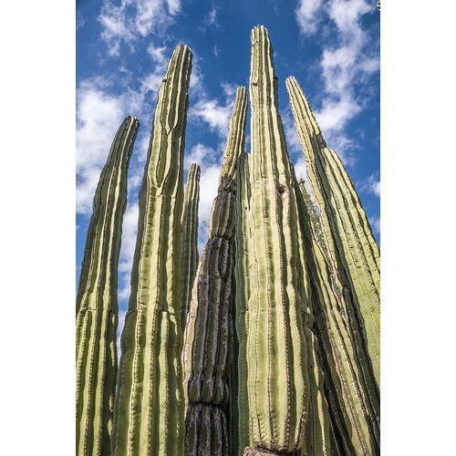 Tall Garden of Cactus