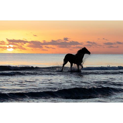 Walker, Carol 아티스트의 Sunset Horse on the Beach작품입니다.