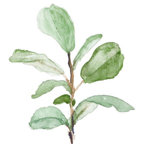 Fiddle Fig Leaf Plant II