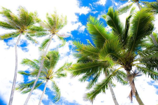 Hawaii Oahu Palms