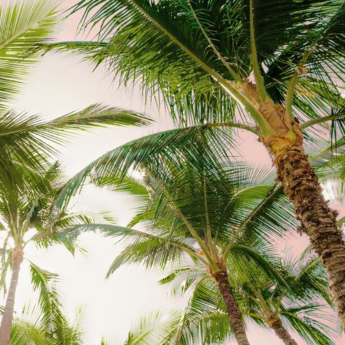 Bill Carson Photography 작가의 Bright Oahu Palms I 작품