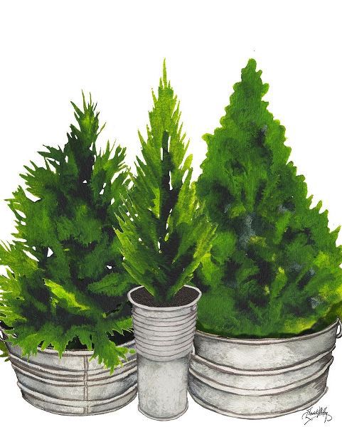 Evergreens in Galvanized Tins