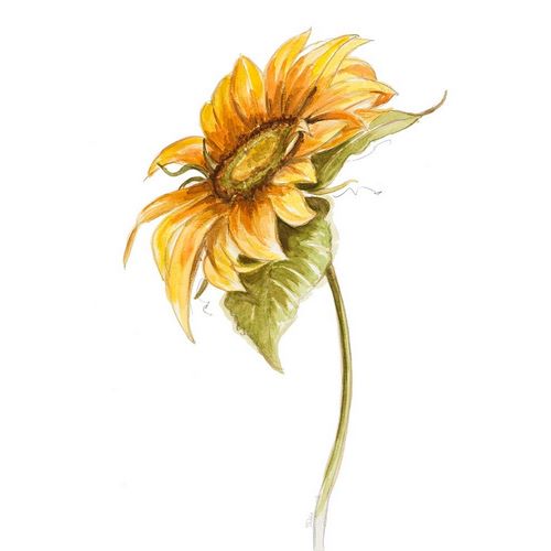 Harvest Gold Sunflower I